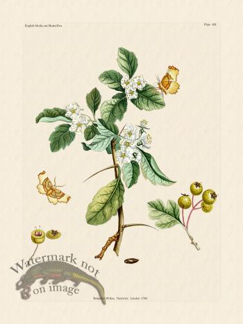 Wilkes Butterflies 105